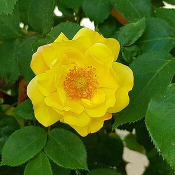Camelian Rose