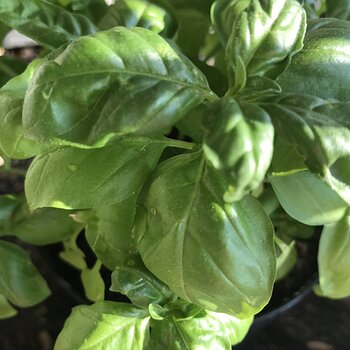 My basil plant - still alive!.jpeg