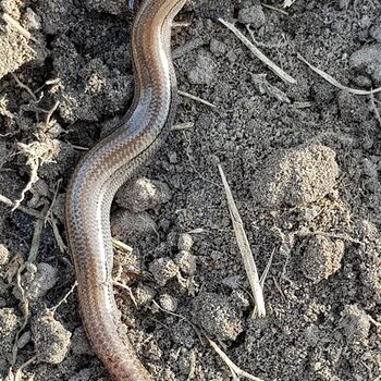 three toed earless skink (?)