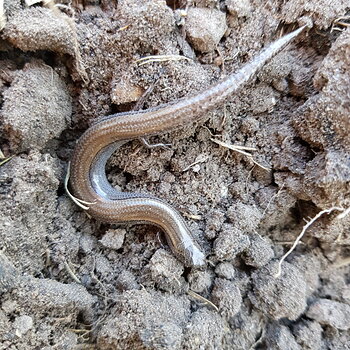 three toed earless skink (?)