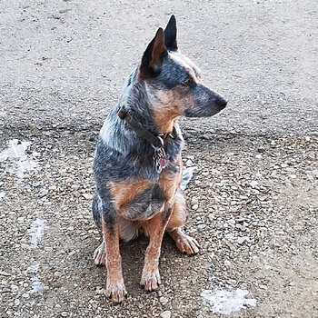 Sarai, an Australian Blue Heeler