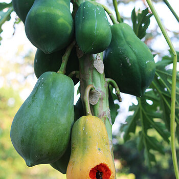 Papaya s.jpg