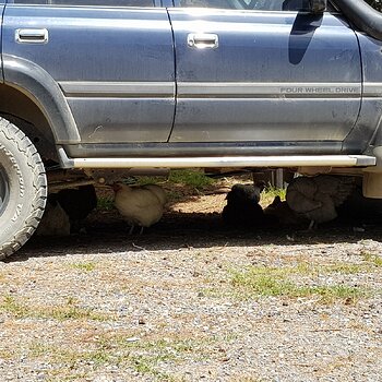 4x4's are for chooks to shelter under, right?