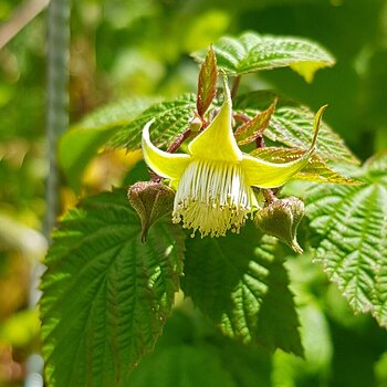 Raspberries going round for a second flowering