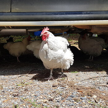 Chook shelter right?