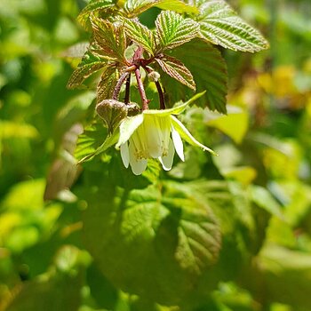 Raspberries going round for a second flowering