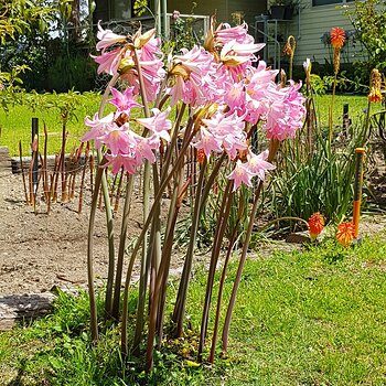 Amaryllis cluster (aka Naked Ladies)