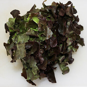 red oak lettuce s.jpg