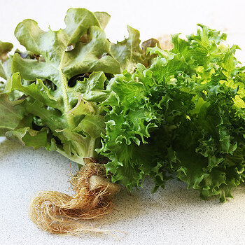green oak lettuce s.jpg