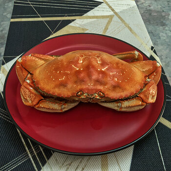 Dungeness Crab