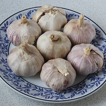 Garlic bulbs s.jpg