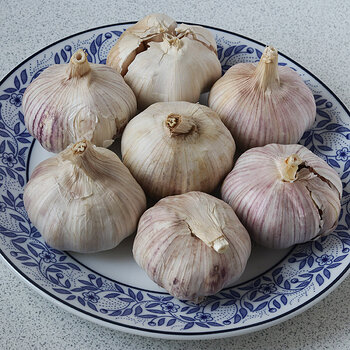Garlic bulbs s.jpg