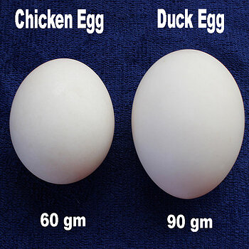 duck eggs size s.jpg