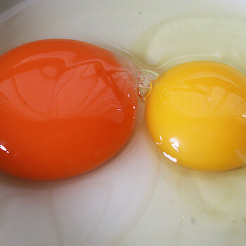 Duck egg chicken egg s.jpg