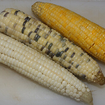 corn on the cob s.jpg