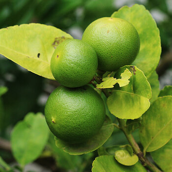 Lime tree 1 s.jpg