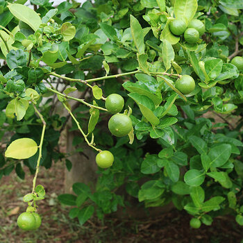 Lime tree 2 s.jpg