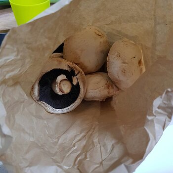 Mushrooms
