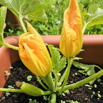 Courgette flower.jpeg