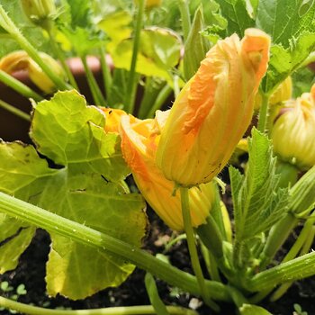 Courgette flower.jpeg