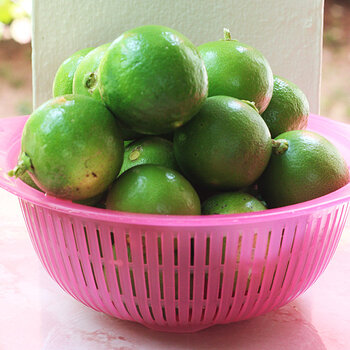 Limes s.jpg