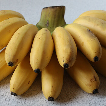 Mini bananas s.jpg