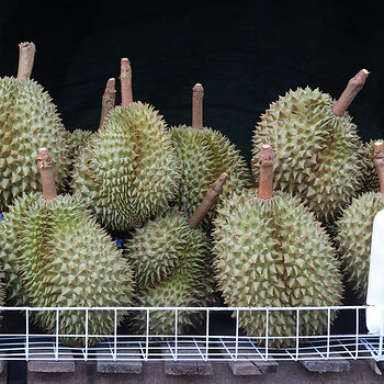 Durian s.jpg