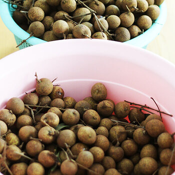 Longan s.jpg