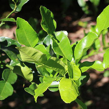 Kaffir lime leaves s.jpg