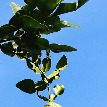 Kaffir lime s.jpg