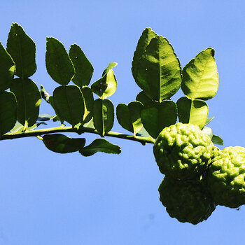 Kaffir lime 2 s.jpg