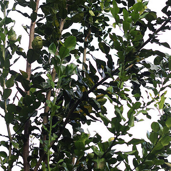 Kaffir lime leaves 2 s.jpg
