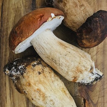 Porcini Mushrooms.jpeg