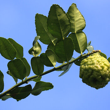 Kaffir lime 4 s.jpg