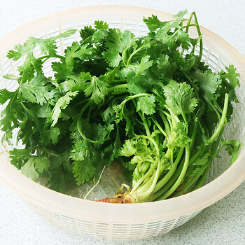 Coriander s.jpg