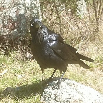 Our Visitor, an Australian Raven