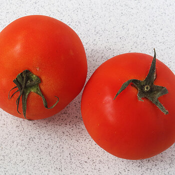 Tomatoes s.jpg