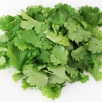 Coriander s.jpg