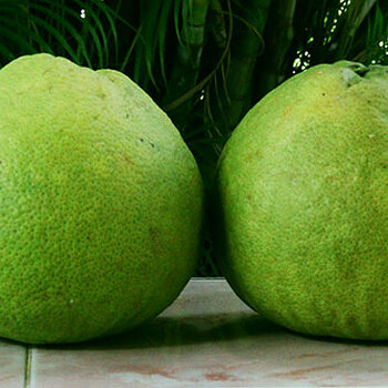 Pomelos s.jpg