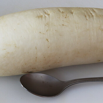 Daikon radish s.jpg