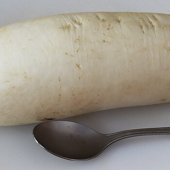 Daikon radish s.jpg