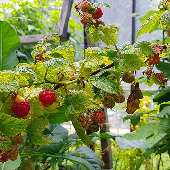 Raspberry canes