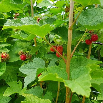 Raspberry canes