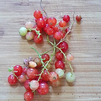 A handful of Red Currants