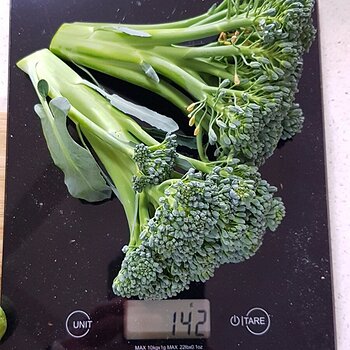 Homegrown broccoli