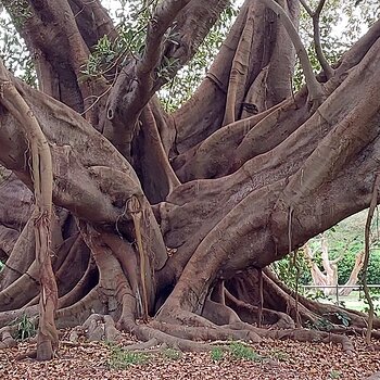 Sydney Botanical Gardens