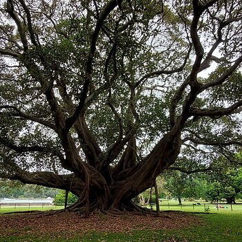 Sydney Botanical Gardens