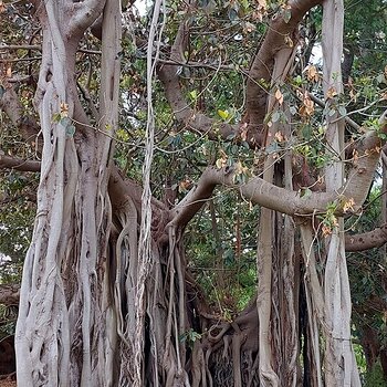 Sydney Botanical Gardens