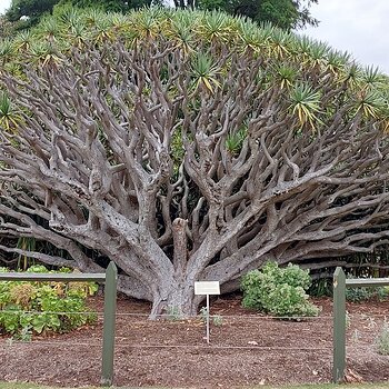 Sydney Botanical Gardens