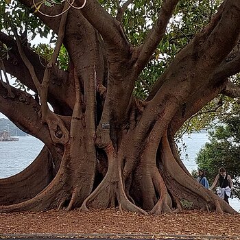 Sydney Botanical Gardens